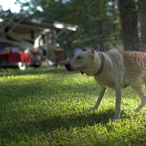 Dogs are welcome at Fall Creek Cabins and Glamping