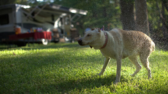 Dogs are welcome at Fall Creek Cabins and Glamping