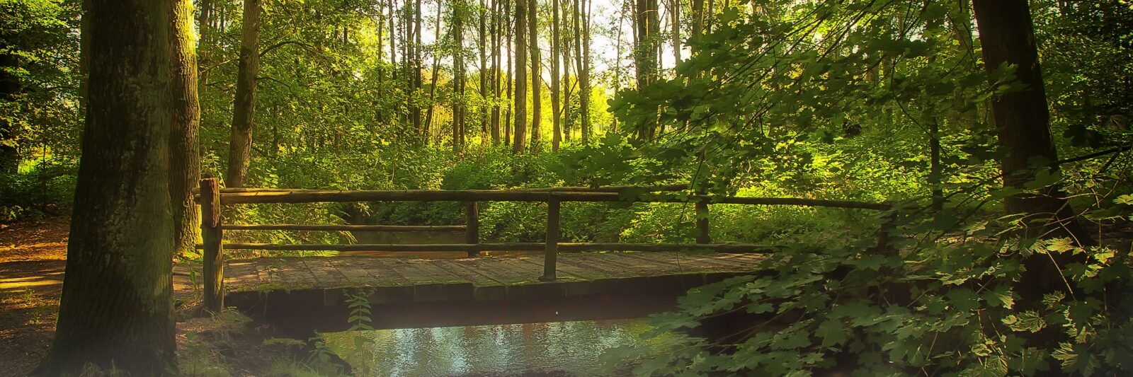 Hiking and walking trails near Fall Creek Cabins and Glamping