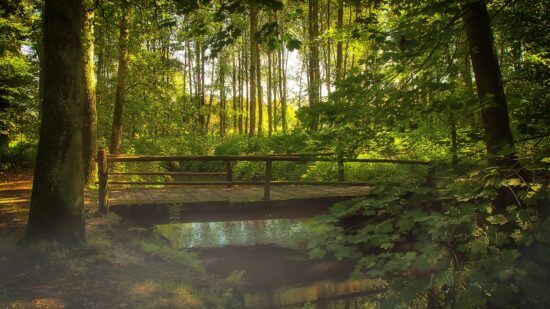 Hiking and walking trails near Fall Creek Cabins and Glamping